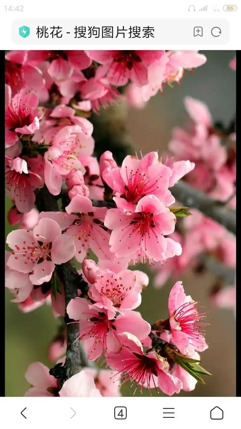 14:4286桃花-搜狗图片搜索桃花-搜狗图片搜索桃花-搜狗 - 抖音