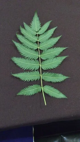 这是一颗珍珠梅的一川叶子