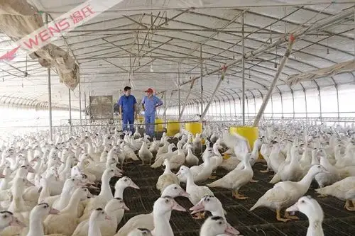 (陈曦与孙小红交流养鸭技术)