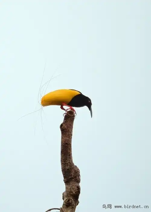 天堂鸟十二线风鸟