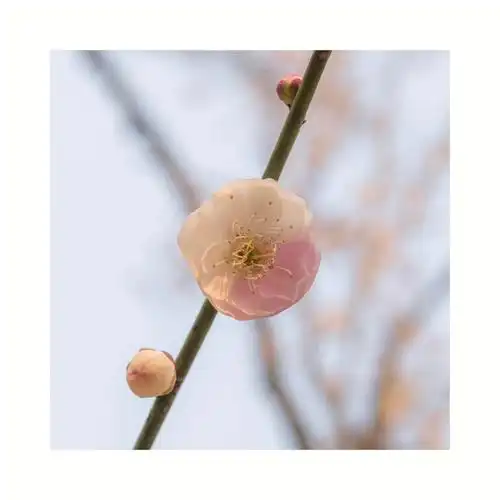 拍到一朵特别的梅花