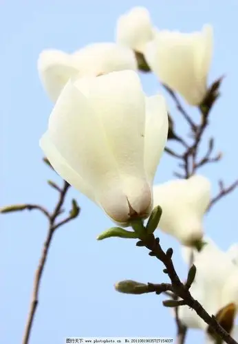 木棉花图片白色