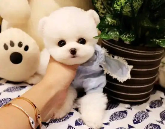 茶杯犬是怎么培养出来的,看完表示不能养了