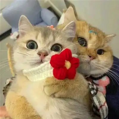 小动物可爱qq情侣头像