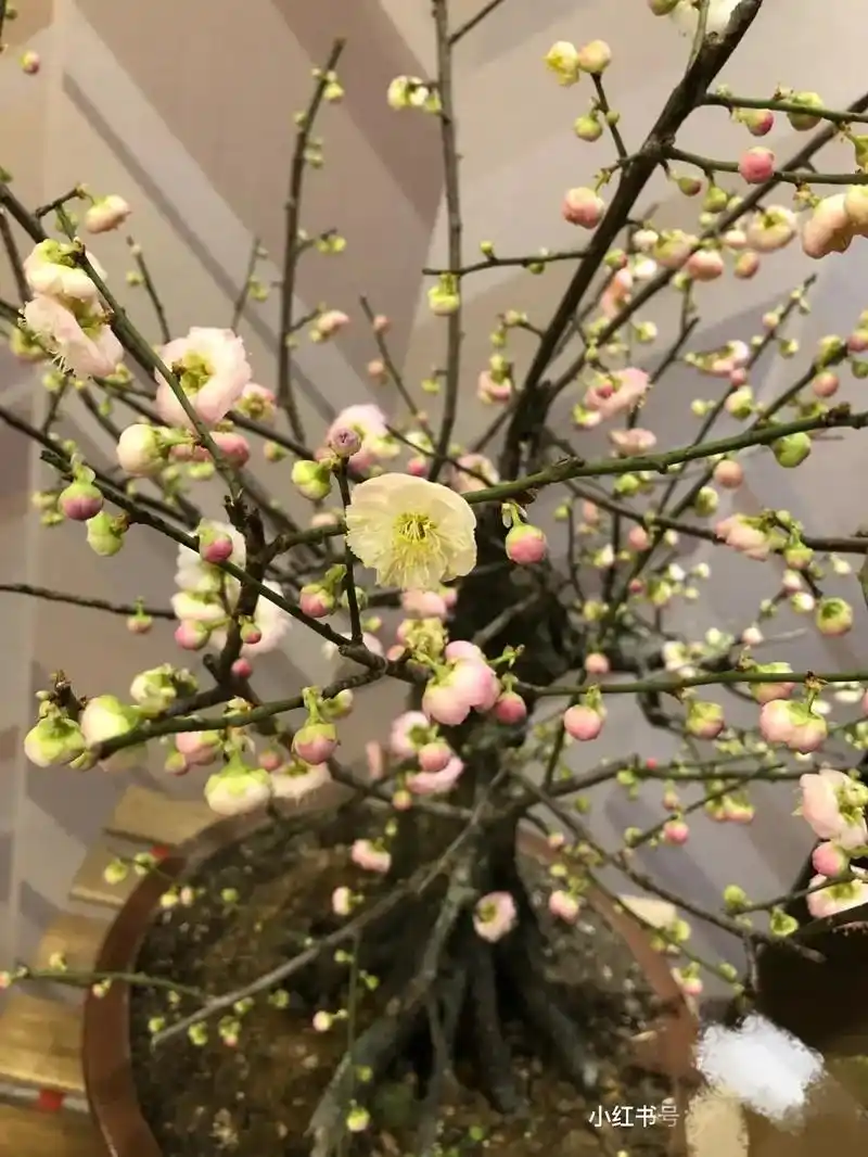 【群接龙】宫粉 名贵#梅花树"冬日里的开花精灵" 自带仙气 - 抖音