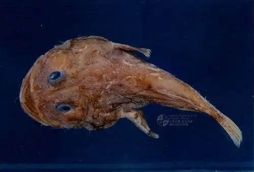 中文名称:拟(鱼安)(鱼康)属之一种(标本编号:frip03036)