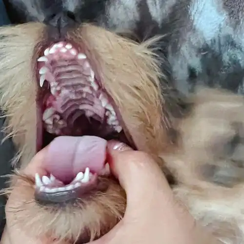 快六个月的时候,有一天跟炸糕玩他的萝卜玩具拔河,突然发现浅黄色的小