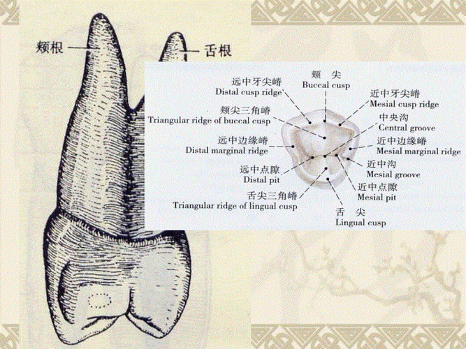 6下颌前磨牙解剖形态