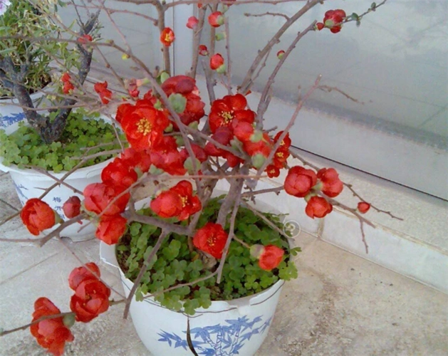 山东北美海棠盆景——海棠盆景