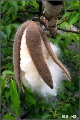 五月份木棉花的果实成熟裂开,棉絮飞扬,雪花飘飘与您分享!摄影 小雄