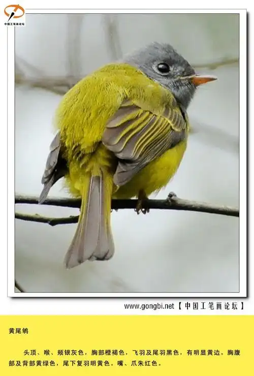 388种雀鸟图文资料.给初学者的新年礼物!(1)