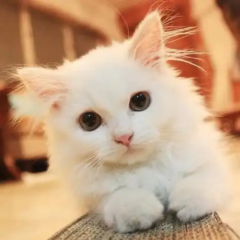 小猫咪头像呆萌图片大全可爱