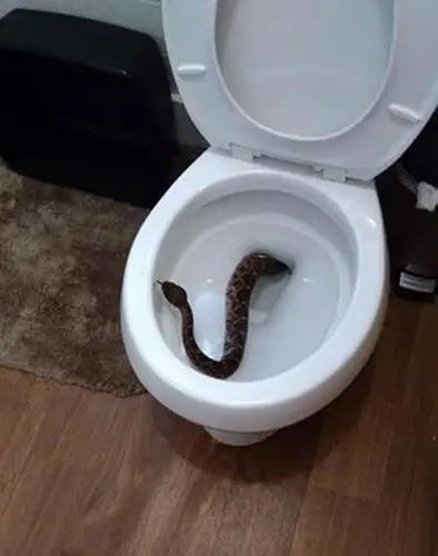 家中遭到24条响尾蛇入侵,有的响尾蛇甚至从马桶中钻出来,如同恐怖电影