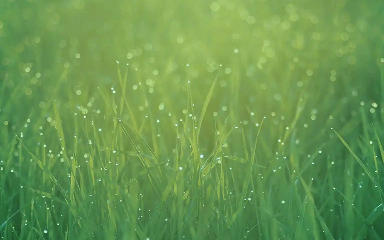 高清护眼绿色植物图片宽屏壁纸