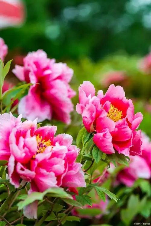 河南洛阳,牡丹花开放时节,快来一起赏花吧