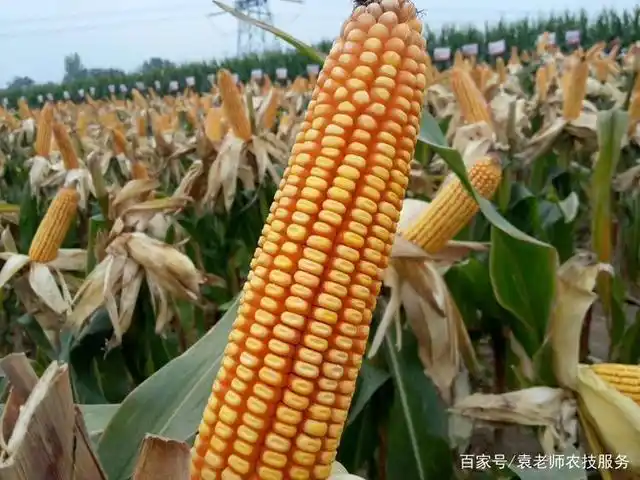 最新审定的几个矮杆大棒玉米新品种,棒长可达30厘米