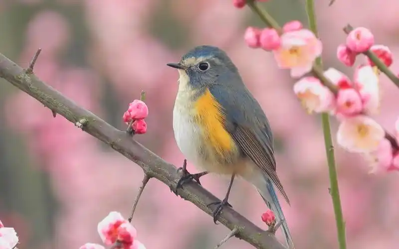 梅花丛中的漂亮小鸟,红胁蓝尾鸲公鸟