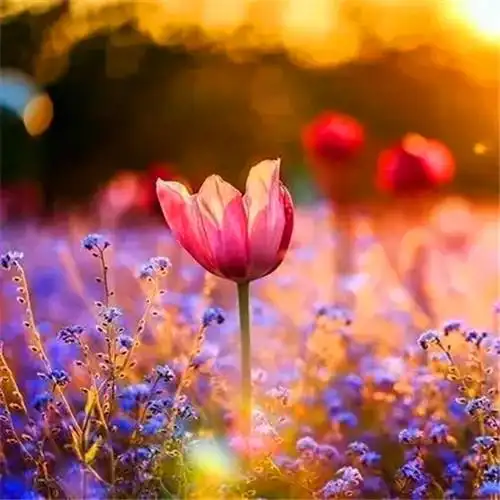 适合永久做头像的图片唯美