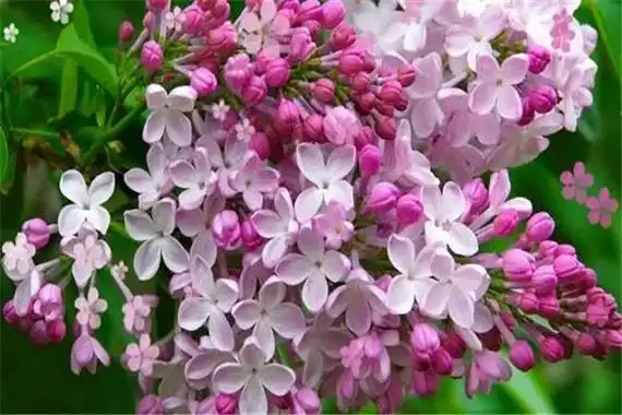 丁香花花语是什么谦虚朴雅寓意美好