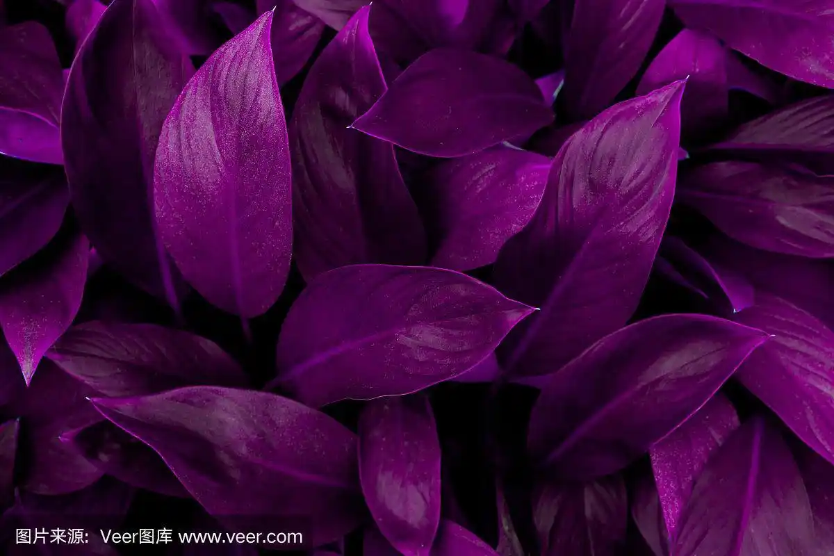 抽象紫色叶片纹理,自然暗色调背景