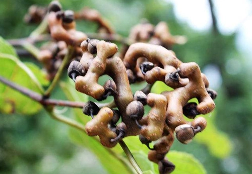 这6种"怪异"水果,你肯定只吃过火龙果,图4被誉水果中保时捷