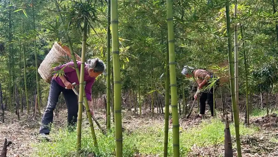 瞧蓬溪这个村雷竹笋丰收既守住了青山也挖到了金山