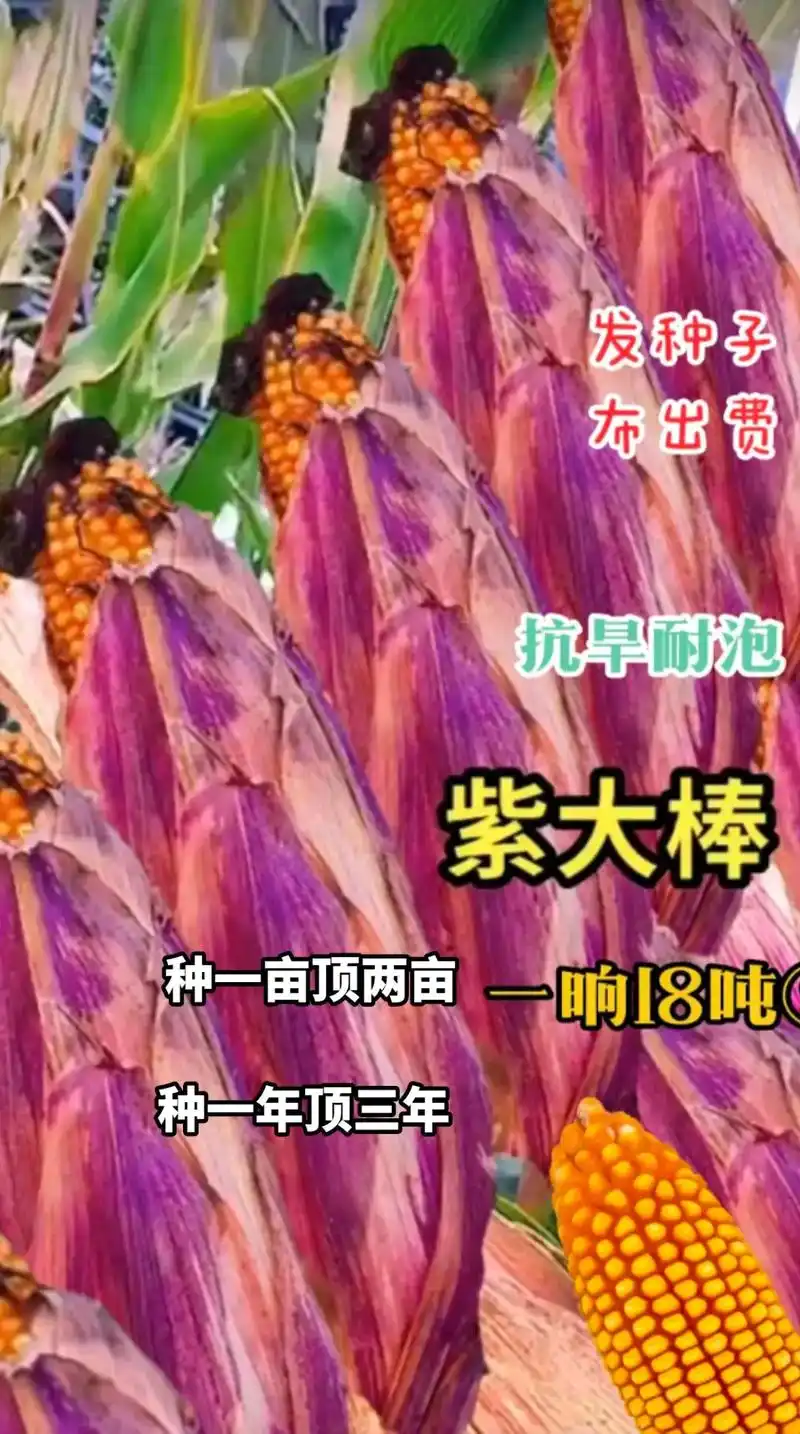最新国审高产玉米种子 #紫根紫杆高产大棒 #国审矮杆大棒王 - 抖音