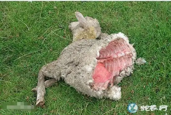 当地居民并没有找到屠牛的元凶,也没有任何组织和个人,对于这一事件