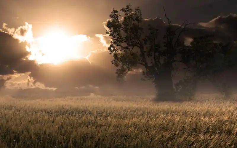 阳光场树云高清壁纸1920x1080分辨率查看