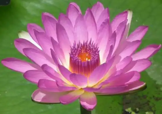 身坐莲花台座,因各人生前修行深浅不同,而所坐莲台有九等之别,九品