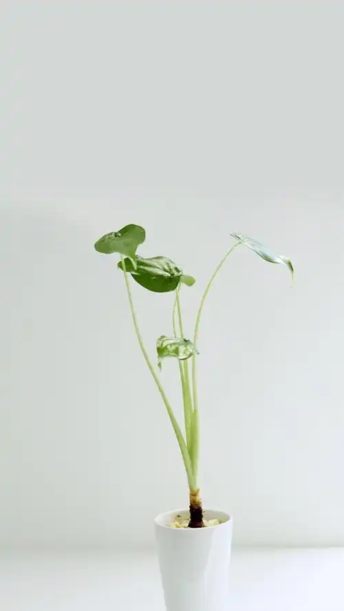 简约小清新唯美高清手机壁纸图片