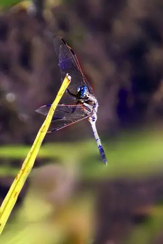 荷塘的小精灵——蜻蜓. - 美篇