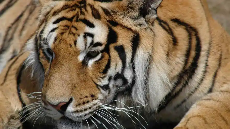 丛林之王-老虎主题桌面壁纸