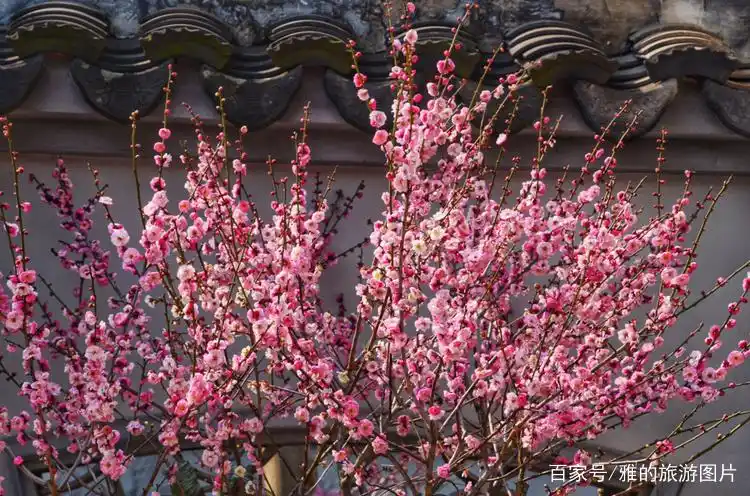 中国十大名花之首——梅花