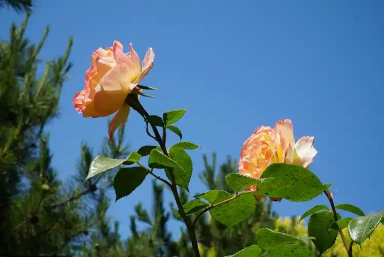 蓝天白云下的花朵.(2020,5,19)