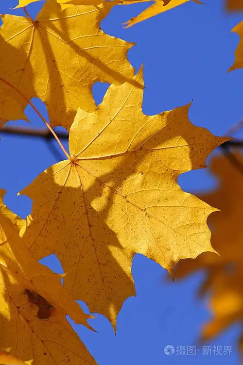 秋天的落叶照片-正版商用图片001jvd-摄图新视界