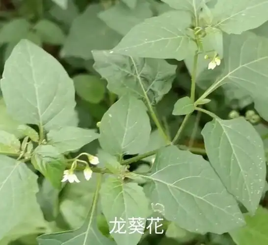 龙葵怎么吃效果好(龙葵草的神奇功效与作用)