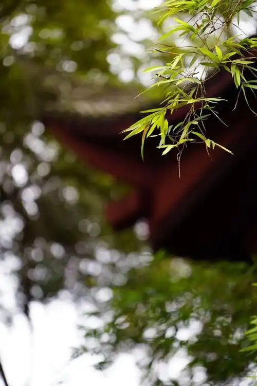 古风vlog苏园美景静心享受也是一场修行