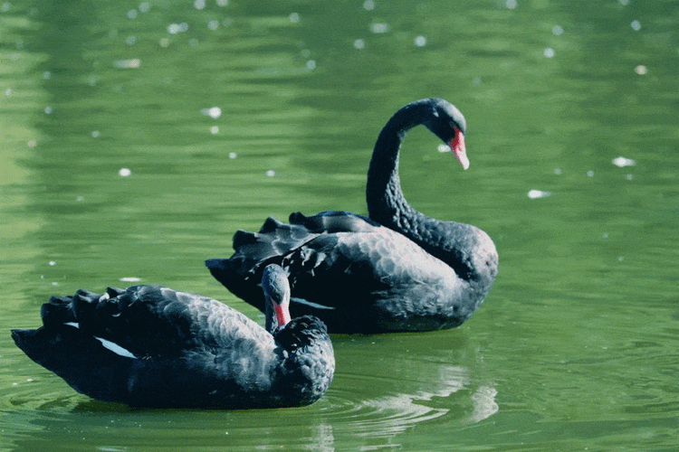 黑天鹅,斑头雁拨掌戏水,高挑,美丽的长颈鹿,威风凛凛的东北虎,优雅
