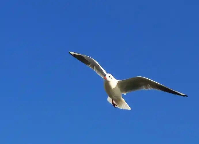 蓝天下的红嘴海鸥