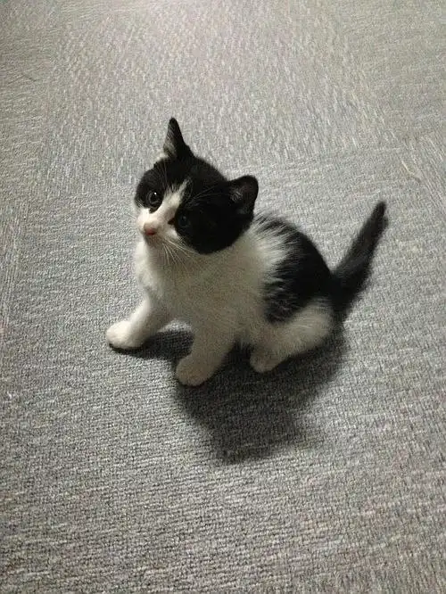 【北京】4只小土猫求收养