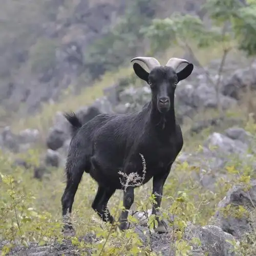 东牛 精品黑山羊