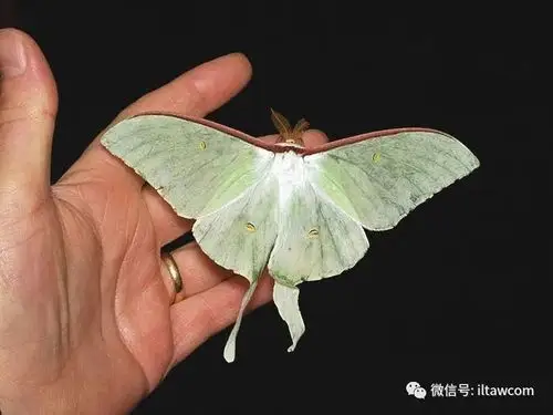 物种图册-大水青蛾 -物种库