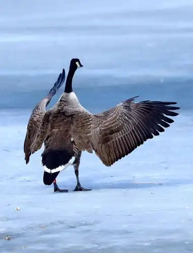 加拿大雁