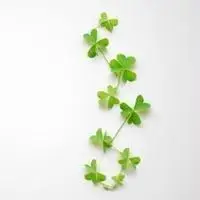 专属tfboys女生头像四叶草嘟嘴小鸡微信头像幸运四叶草微信头像四叶草