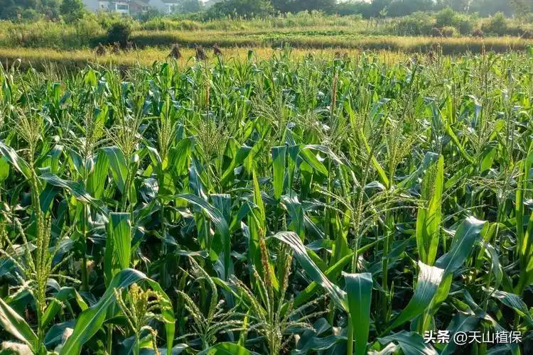 登海玉米哪个品种最好