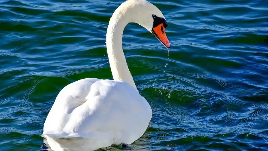雪白漂亮的天鹅壁纸图片