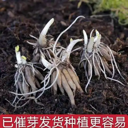 牡丹带芽5个花毛莨种球种花卉种子春天芹叶空气净化剂