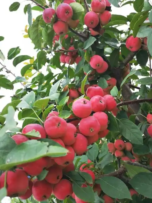 美图欣赏秋日赏果德丰果玩盆景海棠园