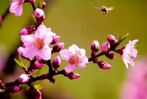 难怪好运叫桃花运,不管男和女,见到3月桃花,美到骨头都酥软